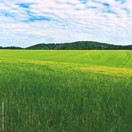 Landscape with field in spring time. Concept for agriculture and nature. Green grain with sky.