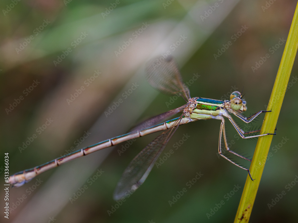 Damselfly in their natural environment. Damselfly in their natural environment.