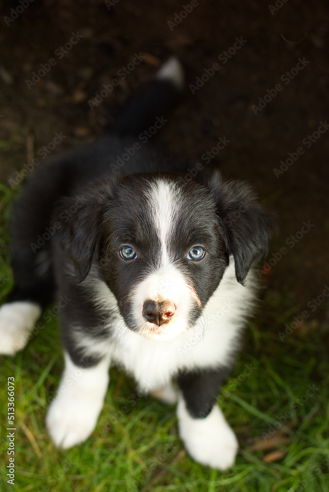 Black and white border collie puppy looking into the camera