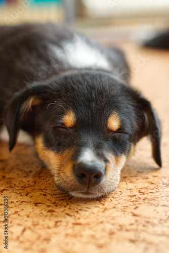 sleeping black tri border collie puppy photo
