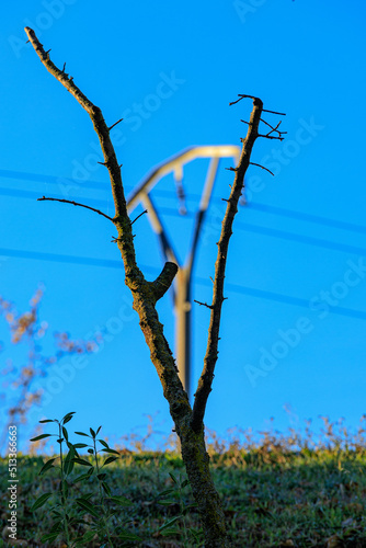a v-shaped trunk