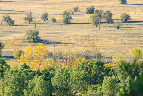 meadow with leafy trees