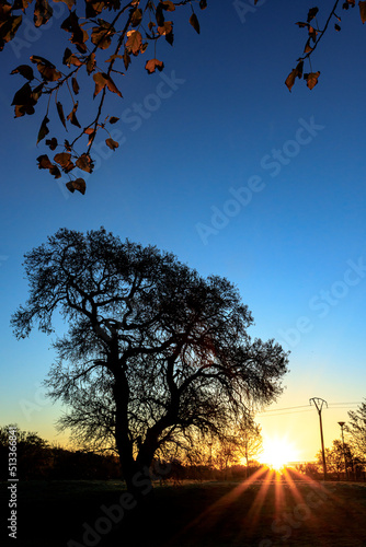silhouette of a tree with rays of the solar globe at sunrise