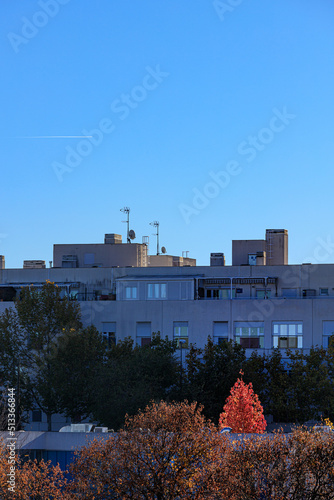 tree with red leaves in urban landscape