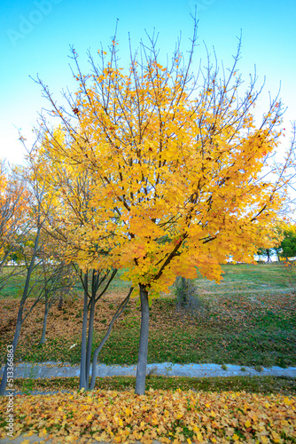 tree with yellow leaves in autumn