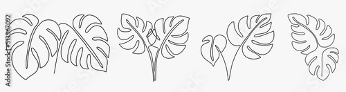 Simplicity monstera leaf freehand continuous line drawing flat design.