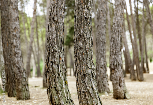 Fototapeta Naklejka Na Ścianę i Meble -  Tree trunks in the forest