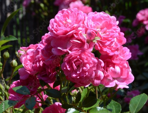 pink roses in garden #513367829