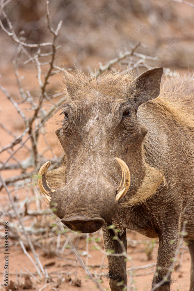 Fototapeta premium Warthog, Kruger National Park, South Africa 