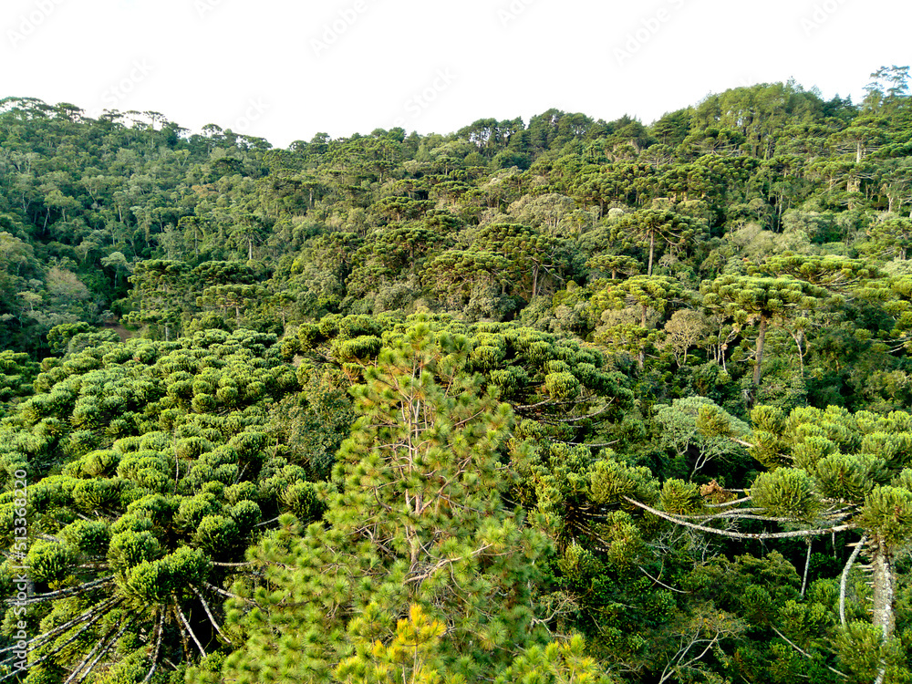 Forest araucaria trees in a valley in Campos do Jordão, Brazil