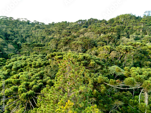 Forest araucaria trees in a valley in Campos do Jordão, Brazil