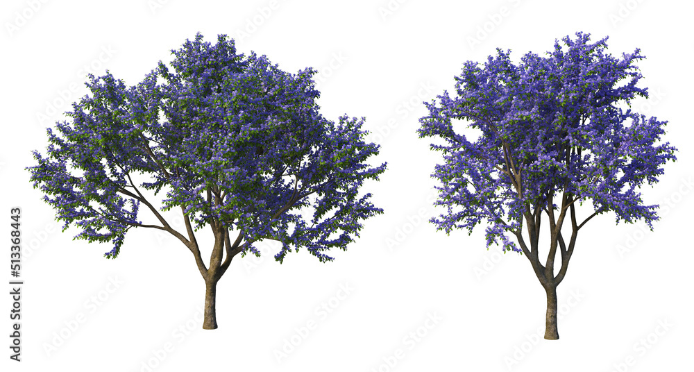 Fototapeta premium Plants and flowers with white background