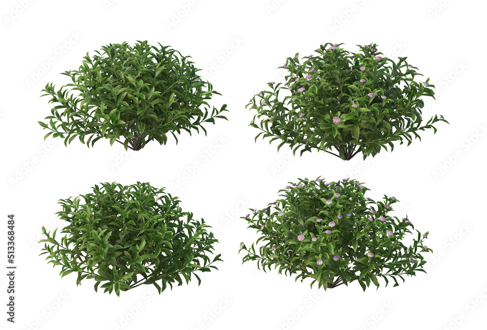 Obraz premium Plants and flowers with white background