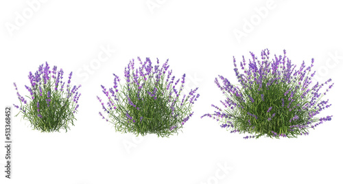 Plants and flowers with white background