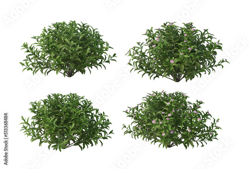 Plants and flowers with white background