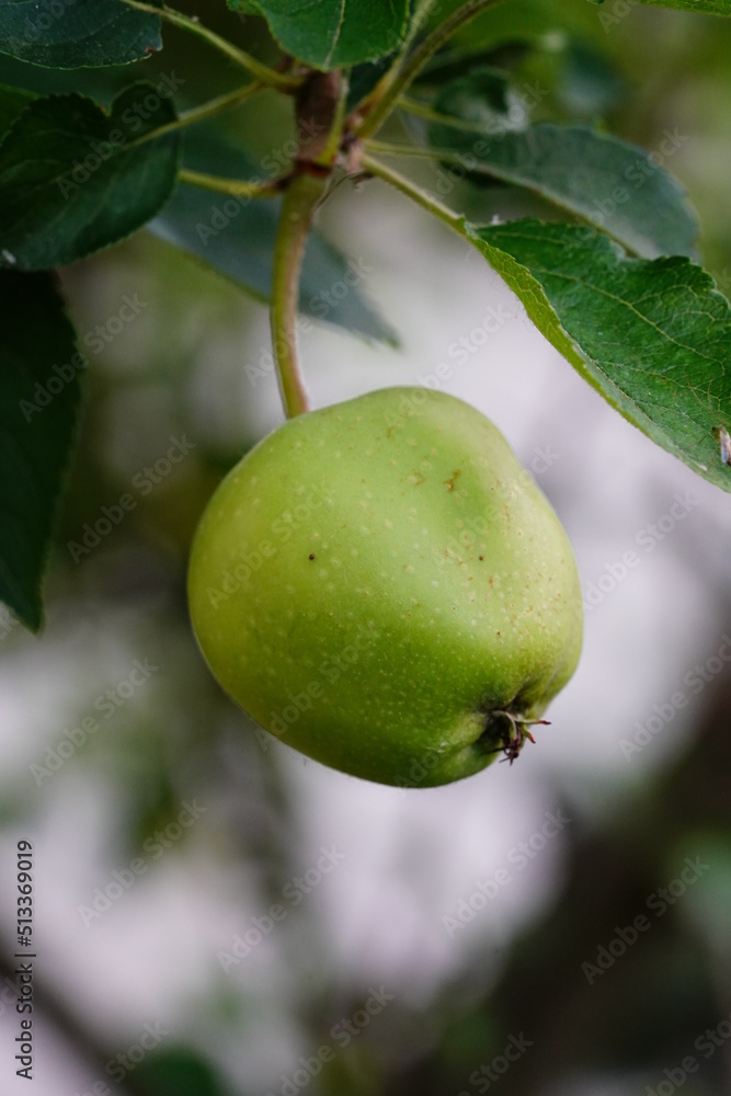 Single small apple on tree not ripe yet early in the season Single small apple on tree not ripe yet early in the season