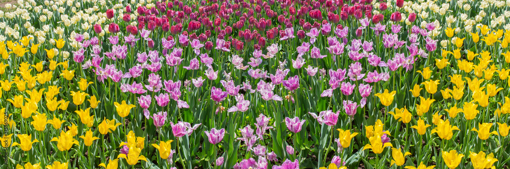 Flowerbed with many yellow red tulips bright spring background panoramic banner header spring Flowerbed with many yellow red tulips bright spring background panoramic banner header spring