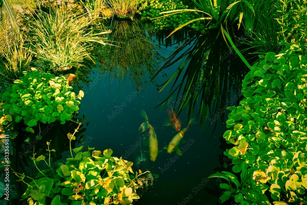 Blick in den Gartenteich mit Koi-Karpfen Blick in den Gartenteich mit Koi-Karpfen