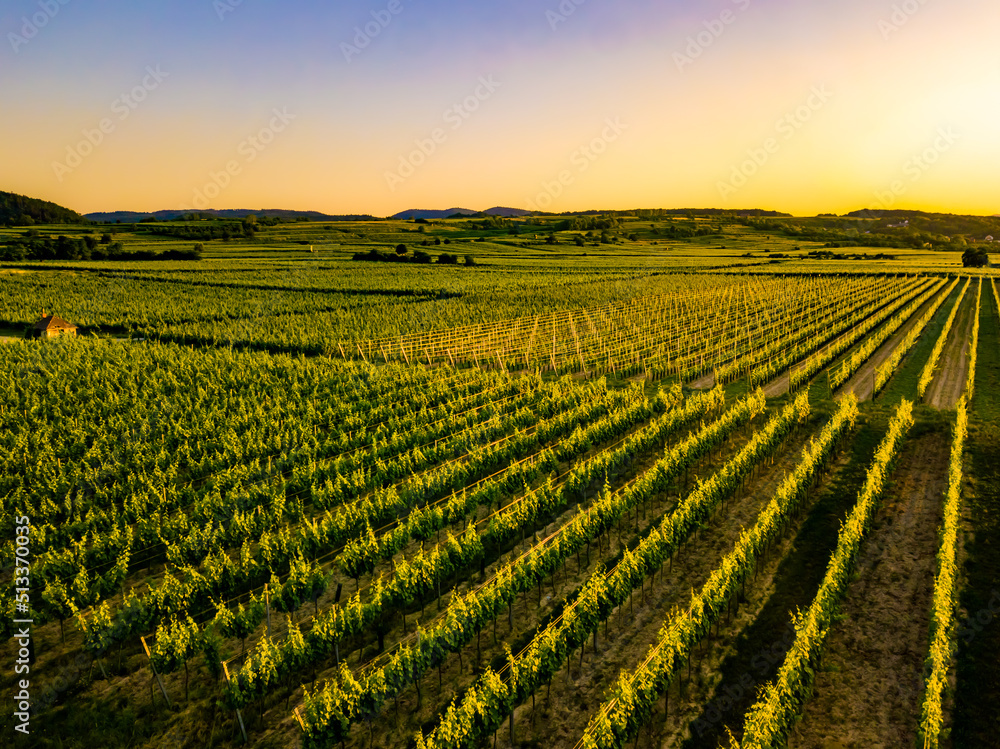 growing wine in the setting sun