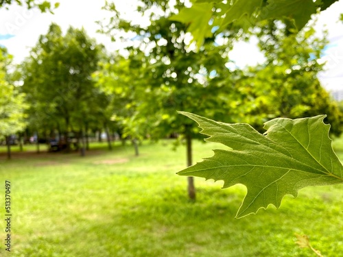trees and landscape in the summertime park