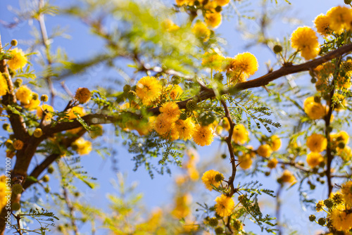 Branch with bright yellow flowers of Mimosa (acacia) against the blue sky