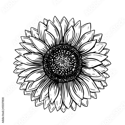 Hand drawn black sketch sunflower for decorative design. Illustration vector graphic. Design element. Watercolor Vintage floral outline drawing.
