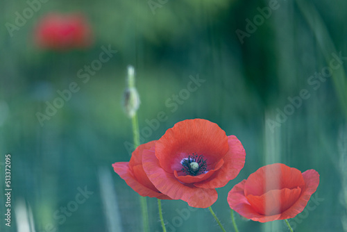 Fototapeta Naklejka Na Ścianę i Meble -  red poppy flower