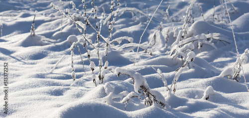Landscape of winter field nature. Wild plants covered with fluffy snow, snowdrifts on a frosty cold sunny day