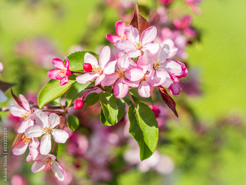 Fresh pink flowers of a blossoming apple tree with blured background Fresh pink flowers of a blossoming apple tree with blured background