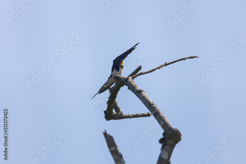 bird on a branch