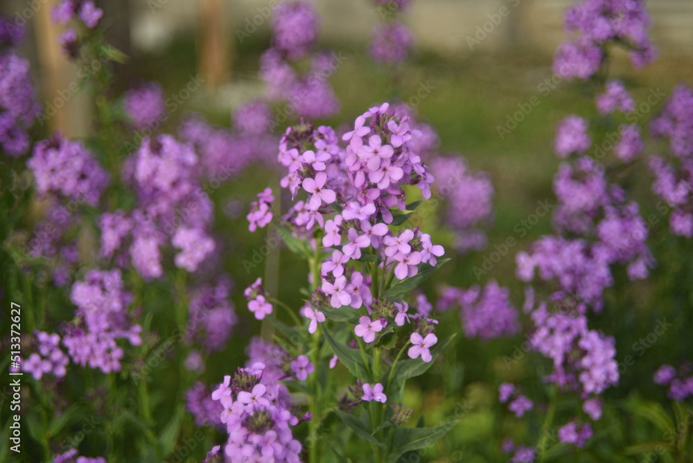 Fototapeta premium Purple flowers Evening party hesperis night violet in the garden