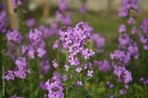 Purple flowers Evening party hesperis night violet in the garden