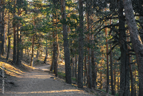 Hiking path across a pine tree forest with sunlight filtering through the trees