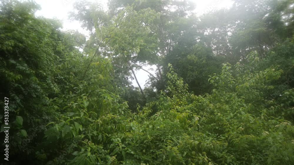 Rain Forest with rain and clouds Rain Forest with rain and clouds