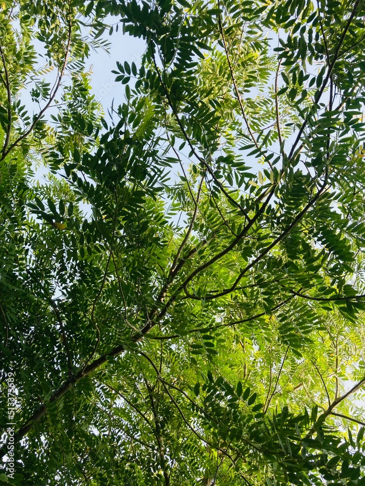 Fototapeta premium sunbeams streaming through green young spring leaves with shiny sun and blue sky, spring day outdoor concept