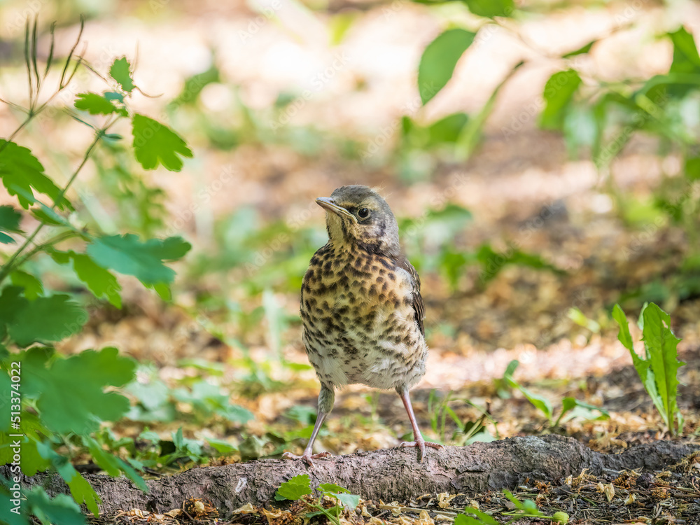 A fieldfare chick, Turdus pilaris, has left the nest and sitting on the spring lawn. A fieldfare chick sits on the ground and waits for food from its parents. A fieldfare chick, Turdus pilaris, has left the nest and sitting on the spring lawn. A fieldfare chick sits on the ground and waits for food from its parents.