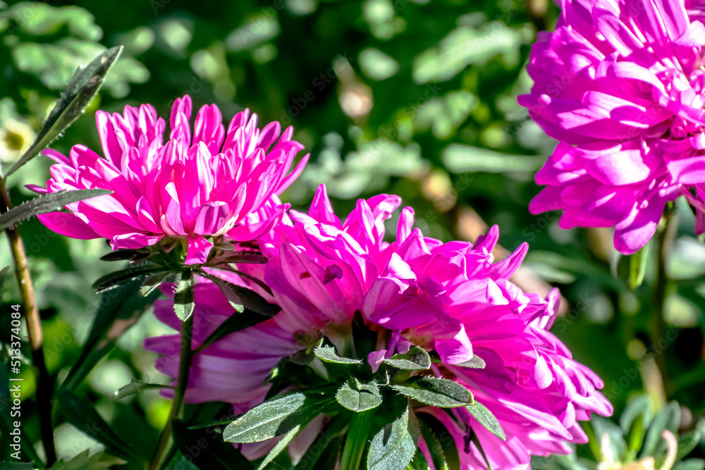 bright purple asters illuminated by the sun bright purple asters illuminated by the sun
