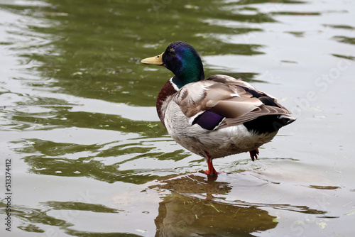 Duck on the water in cold cloudy weather © Andrei Antipov
