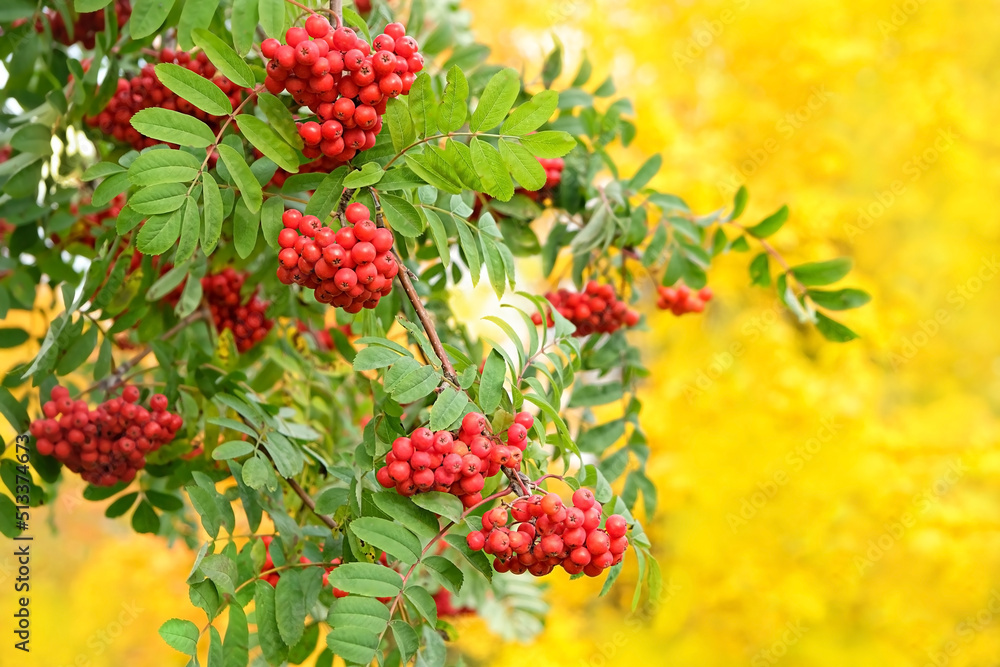 Ripe red rowan berries on tree branches, abstract natural autumn background. fall season concept. harvest time. Ripe red rowan berries on tree branches, abstract natural autumn background. fall season concept. harvest time.