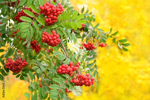 Ripe red rowan berries on tree branches, abstract natural autumn background. fall season concept. harvest time.