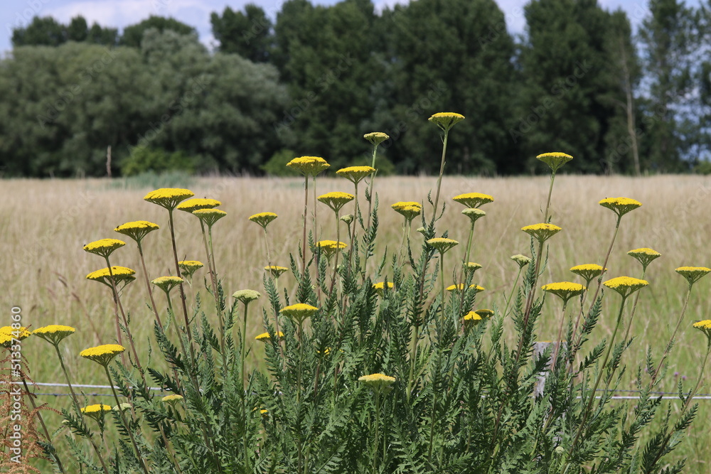 a yellow yarrow plant with a natural grassland and forest in the background in springtime a yellow yarrow plant with a natural grassland and forest in the background in springtime