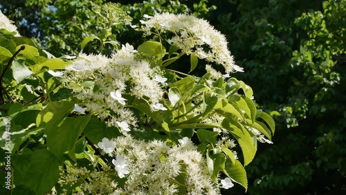 Flowers of Hydrangea petiolaris in garden photo