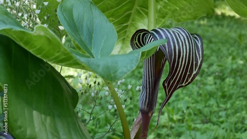 Arisaema costatum, or lily-cobra, lat. Cobra-Lilies  photo