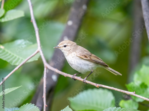 Common chiffchaff  lat. phylloscopus collybita  sitting on branch of bush in spring and looking for food