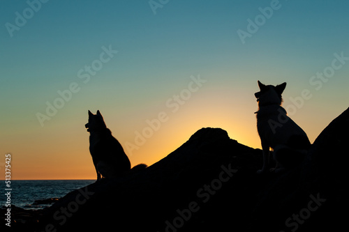 two husky dogs silhouette sit  at sunset on coast of Gulf of St Lawrence in Gaspe Peninsula, Quebec,Canada photo