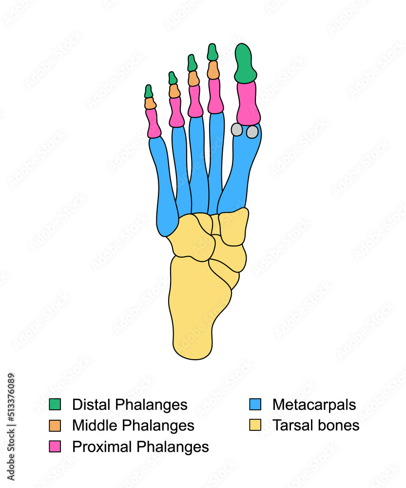 Foot Bones Anatomy With Descriptions Educational Diagram Of Internal