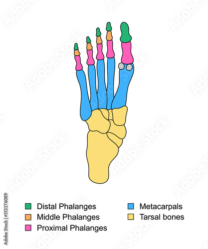 Foot bones anatomy with descriptions. Educational diagram of internal organ. Distal, proximal and middle phalanges, metacarpals, tarsal bones parts. photo