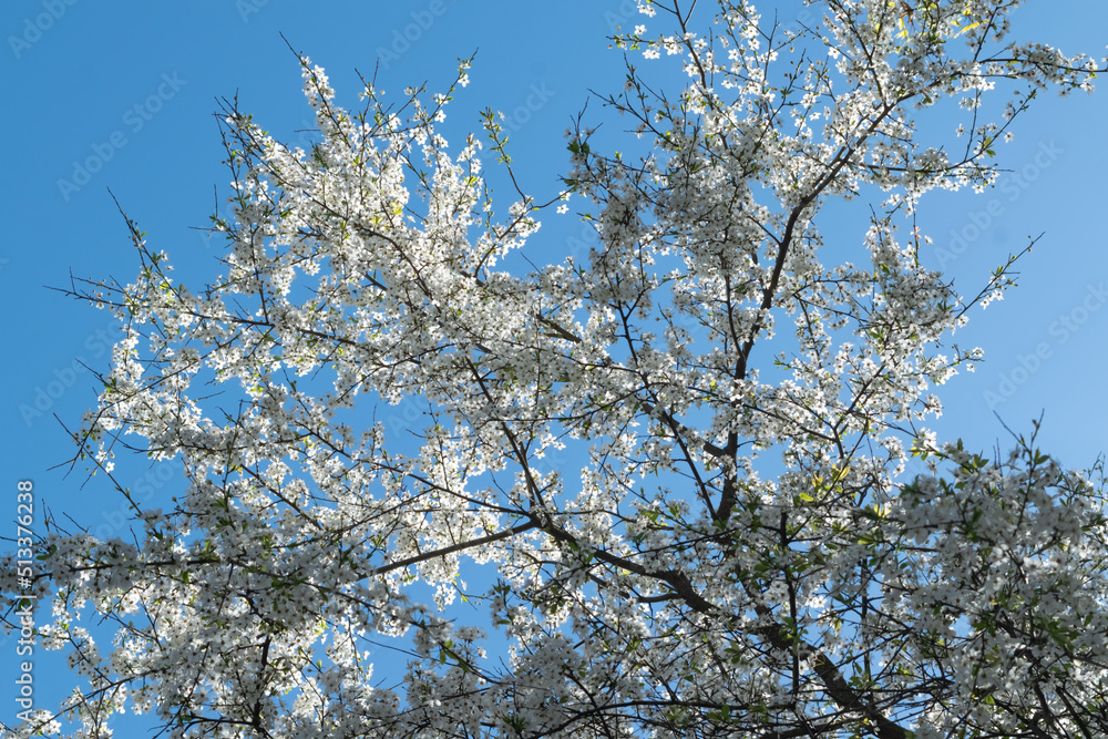 blooming tree blooming tree
