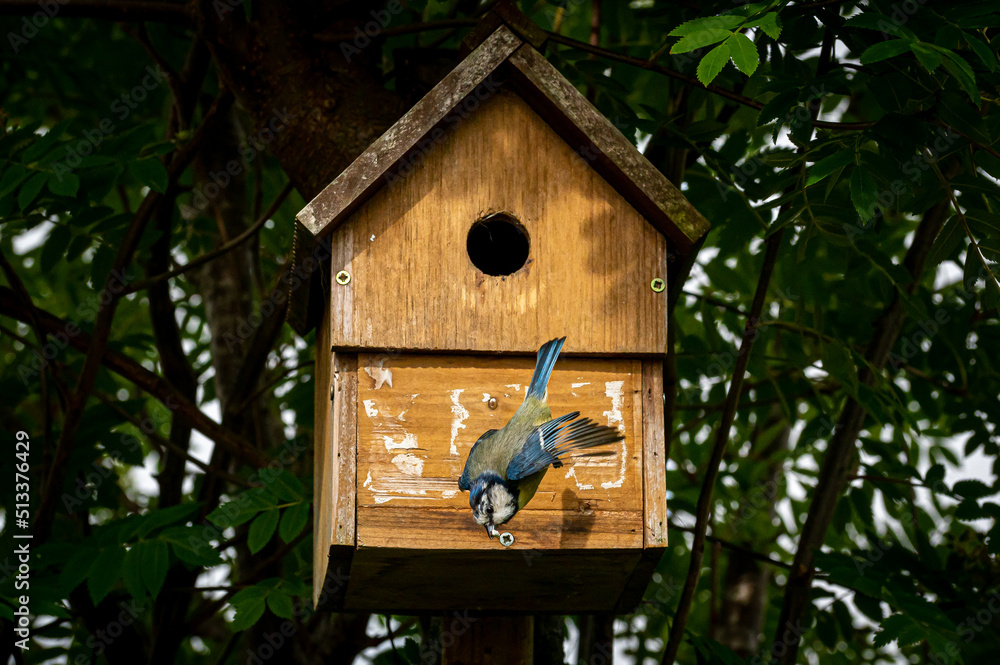 Fototapeta premium Blue tit bird, cyanistes caeruleus, flying away from nest box with fecal sac in beak