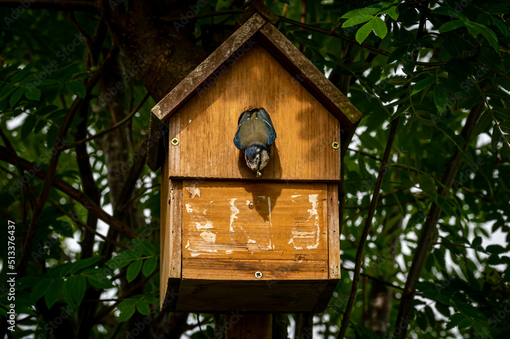 Blue tit bird, cyanistes caeruleus, flying away from nest box with fecal sac in beak